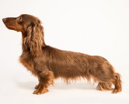 Kris ze Sfory Cetkowanej - import Polsko, hnědý s pálením