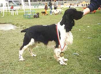 Race of Sun Darrem Canis