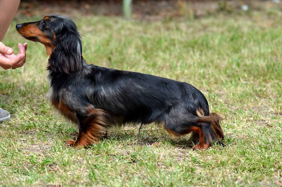 Indigo Blue von der Drosselschmiede - králičí ráz