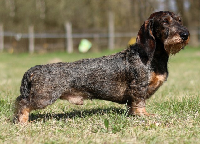 Bor z Polesí Cikhaje