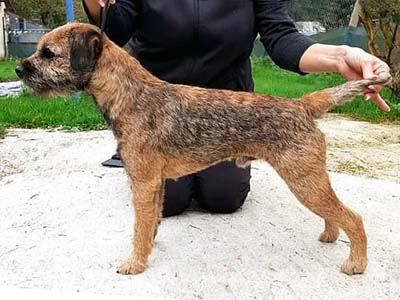 Chester Beni Ketinela