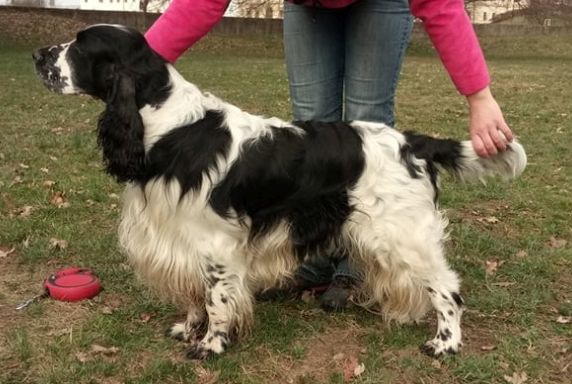 Enzo Black Pearl Veil
